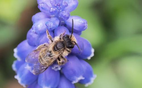 Andrena flavipes