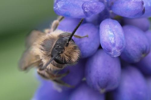 Andrena flavipes