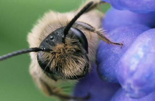 Andrena flavipes