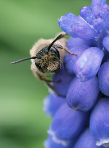 Andrena flavipes