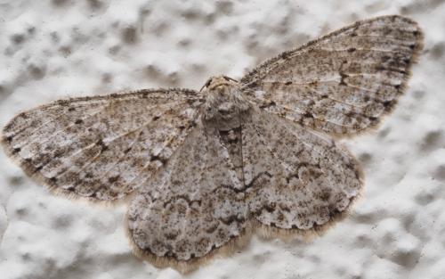Ectropis crepuscularia