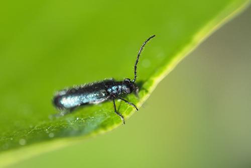 Réf. 230 576 : Dasytes caeruleus