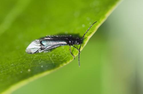 Réf. 230 577 : Dasytes caeruleus