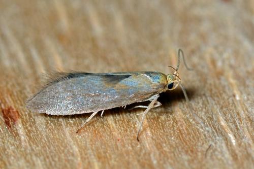 Crassa sp.