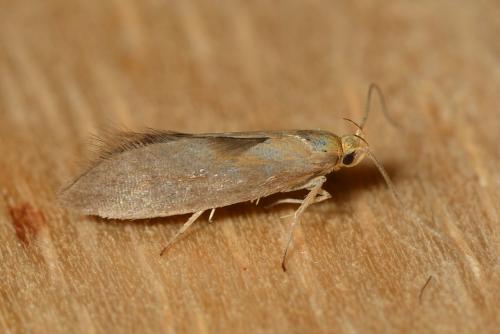 Crassa sp.