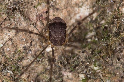 Réf. 230 406 : Leiobunum blackwallii