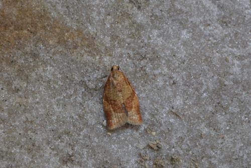 Réf. 230 819 : Clepsis consimilana