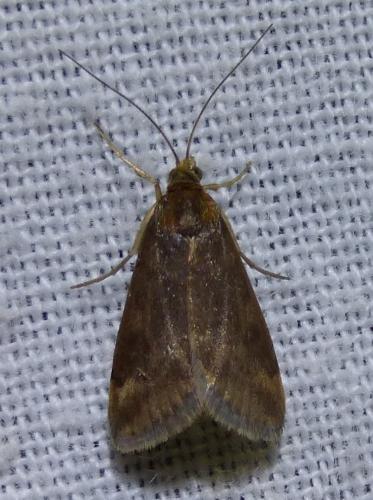 Pyrausta despicata