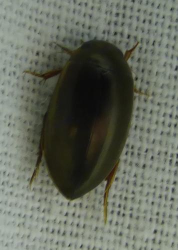 Ilybius fuliginosus