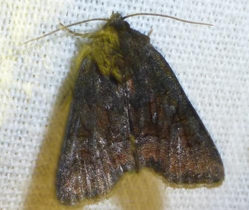 Réf. 230 001 : Oligia sp.