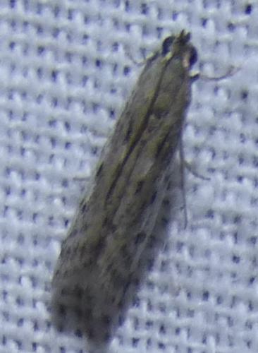 Phycitodes sp.