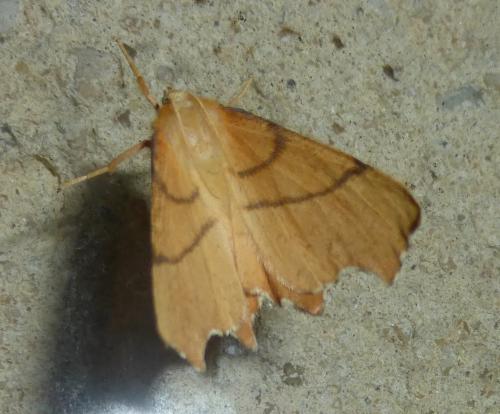 Ennomos erosaria