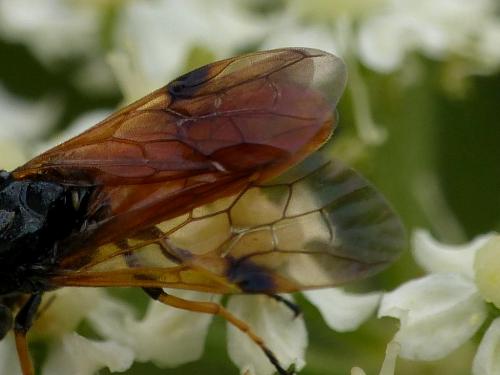 Arge melanochra