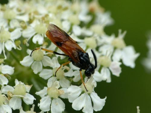 Arge melanochra