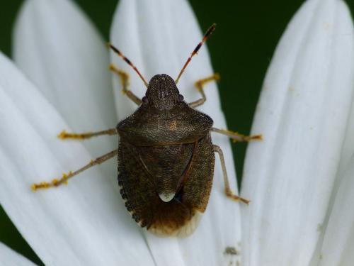 Réf. 230 934 : Peribalus strictus vernalis