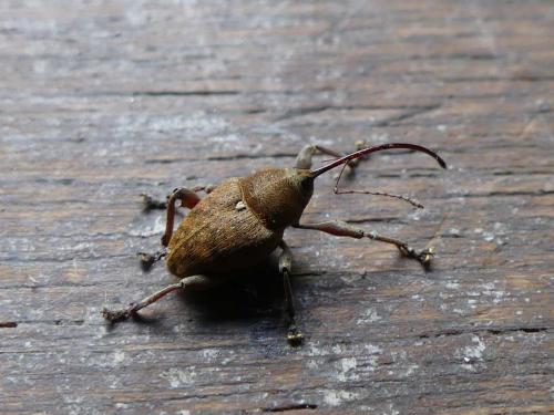 Réf. 230 006 : Curculio glandium