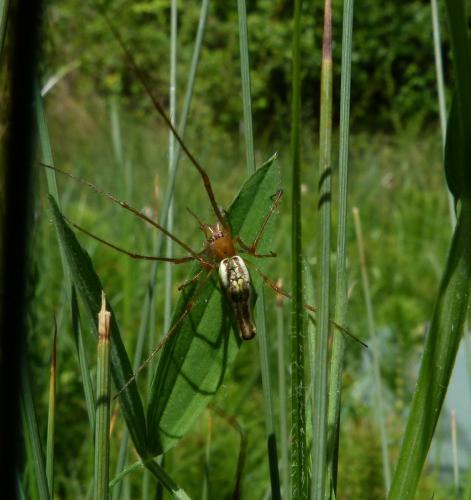 Réf. 230 592 : Tetragnatha sp.