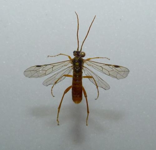 Tenthredopsis sp.