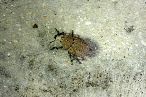 Minyops carinatus