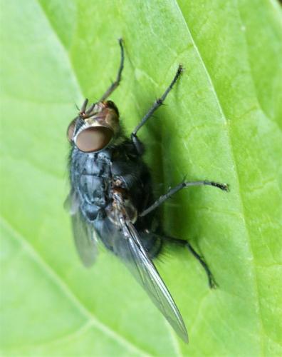 Réf. 230 121 : Calliphora vicina