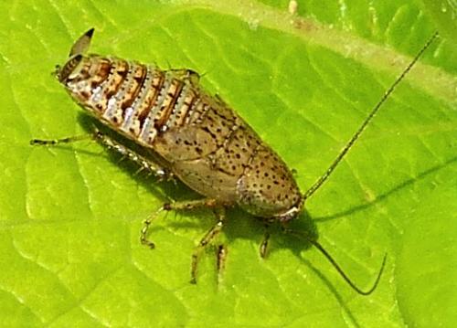 Réf. 230 113 : Ectobius pallidus