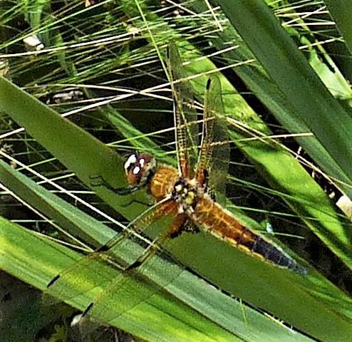 Réf. 230 211 : Libellula quadrimaculata