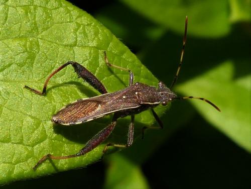 Réf. 230 443 : Camptopus lateralis