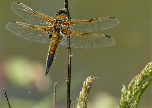Libellula quadrimaculata
