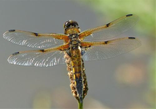 Réf. 230 439 : Libellula quadrimaculata