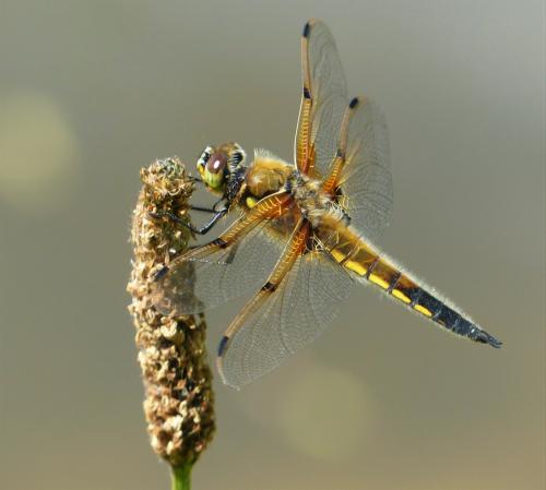 Réf. 230 426 : Libellula quadrimaculata
