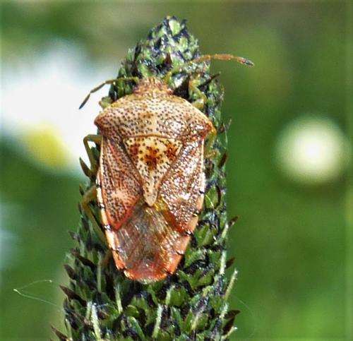 Réf. 230 442 : Elasmucha grisea