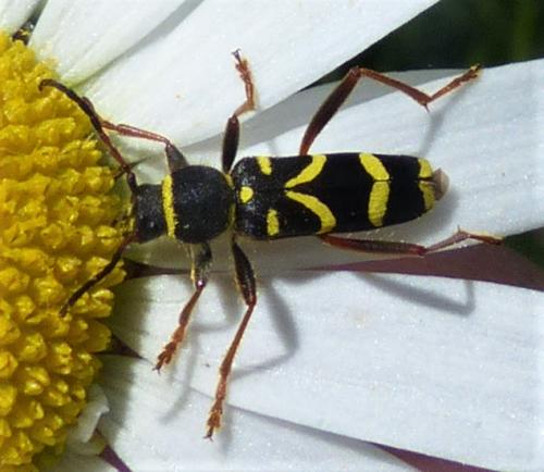 Clytus arietis