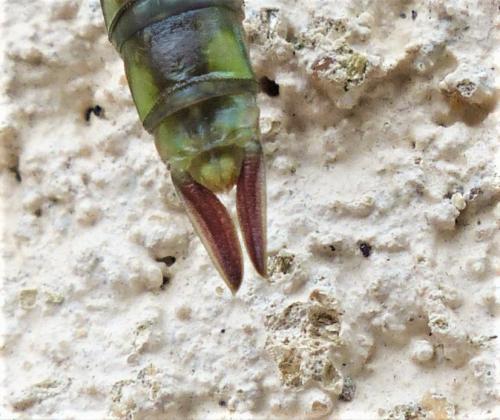 Réf. 230 611 : Anax imperator