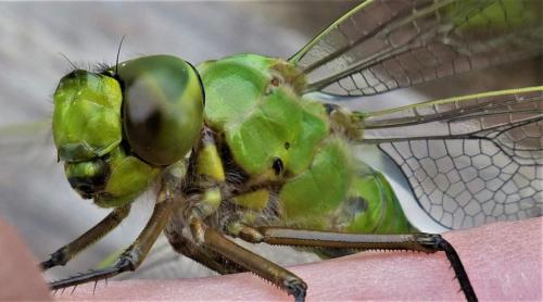 Anax imperator