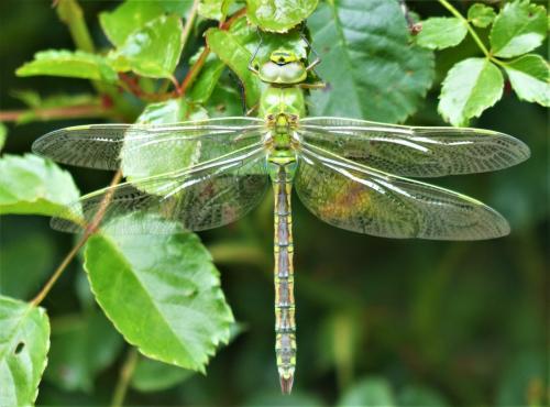 Réf. 230 609 : Anax imperator
