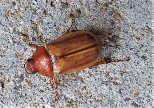 Amphimallon atrum