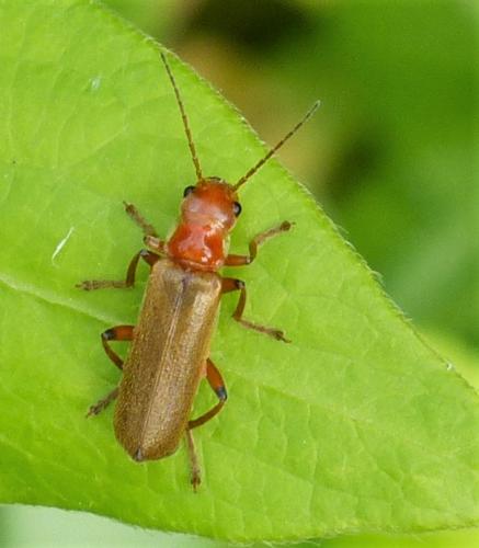Réf. 230 642 : Cantharis sp.