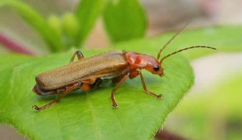 Réf. 230 643 : Cantharis sp.
