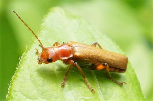 Réf. 230 644 : Cantharis sp.