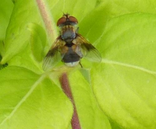 Réf. 230 614 : Ectophasia sp.