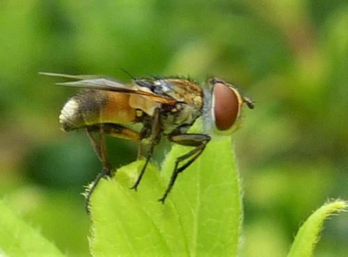 Réf. 230 615 : Ectophasia sp.