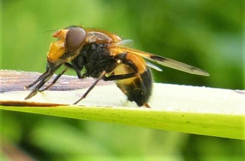 Volucella inflata