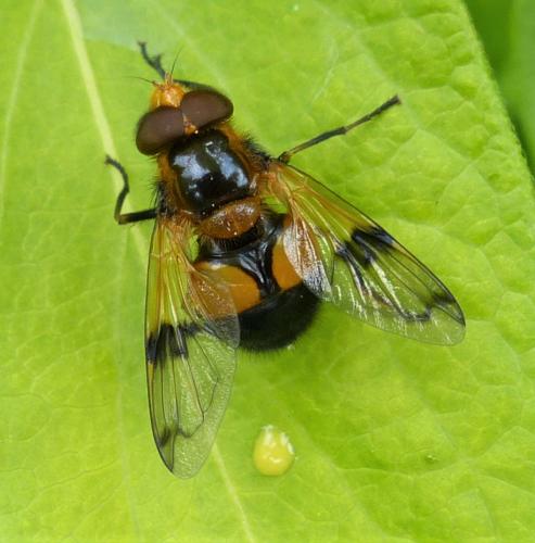Volucella inflata