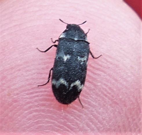 Réf. 230 688 : Megatoma undata