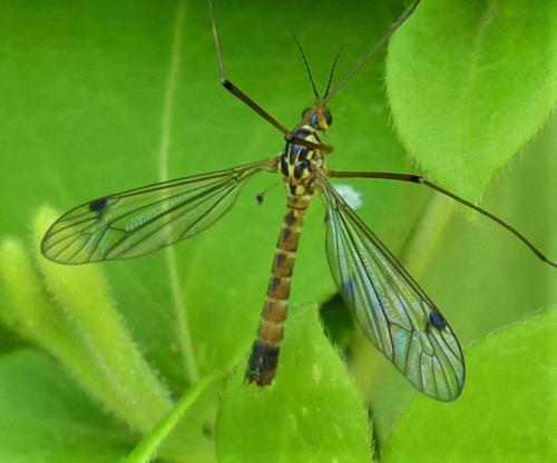 Nephrotoma guestfalica