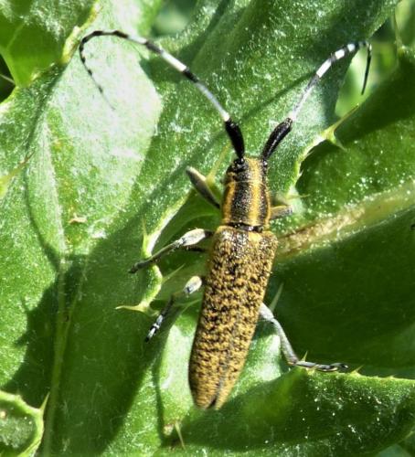 Réf. 230 731 : Agapanthia villosoviridescens