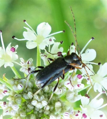 Grammoptera ruficornis