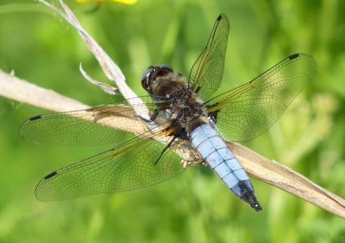 Réf. 230 861 : Libellula fulva
