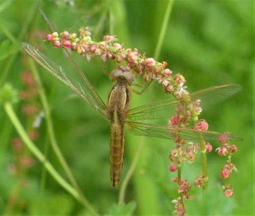 Crocothemis erythraea