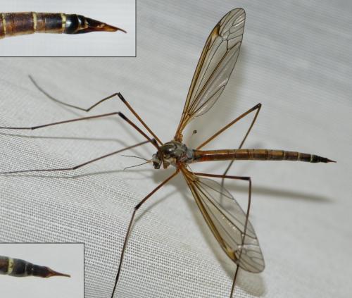 Tipula flavolineata